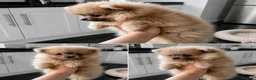 Pomeranian dogs for sale: Ready for there new homes now! - Advert 2