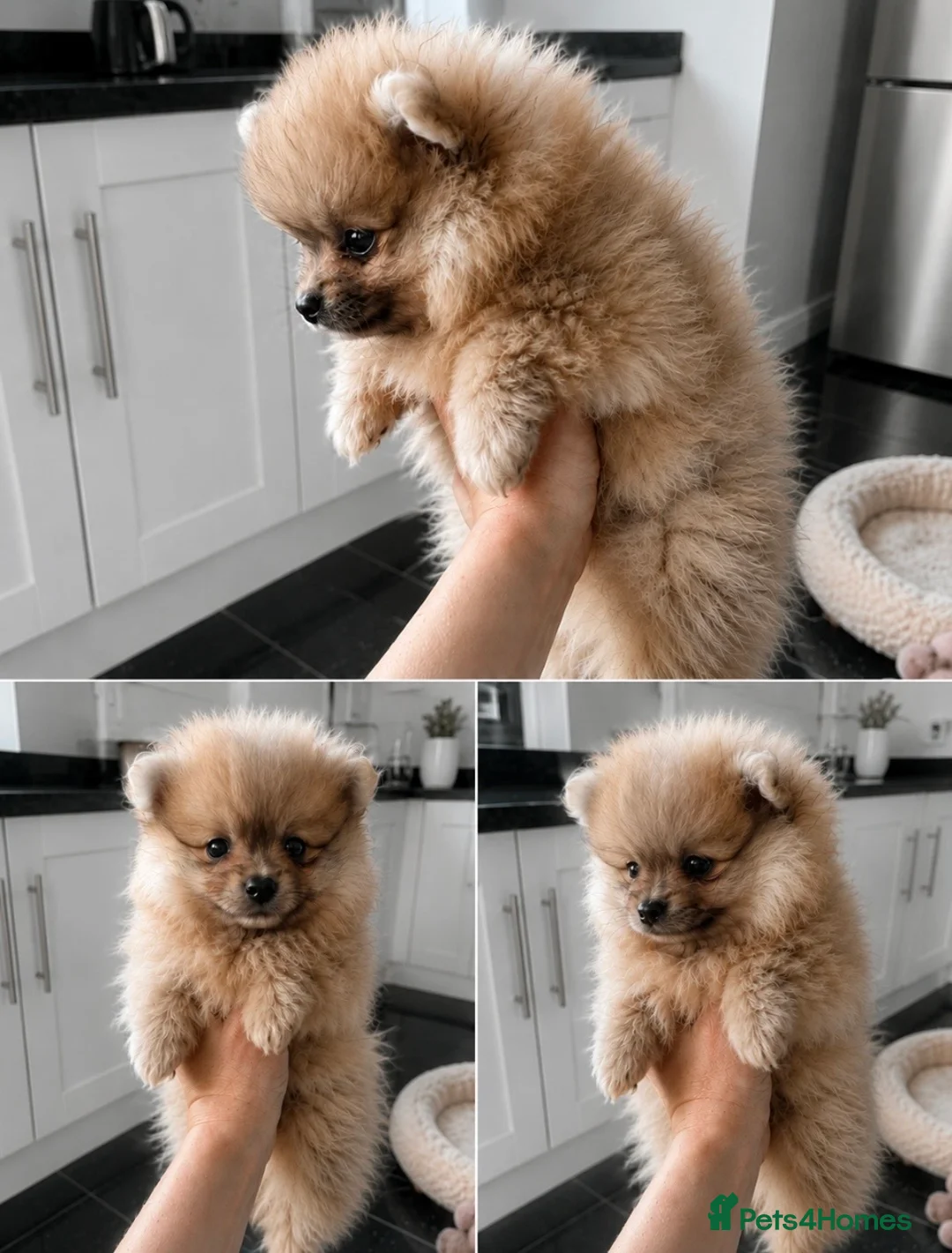 Pomeranian dogs for sale: Ready for there new homes now! - Advert 2