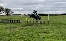 Irish Cob horses for sale: 13.1 fun loving all rounder  - Image 2