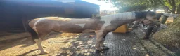Welsh Section A horses for sale: BUCKSKIN AND WHITE 2 YRS 5 MNTHS COLT. - Advert 3