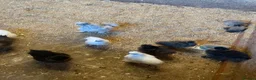 Chickens poultry for sale: Lots of Silkies available  in many ages - Advert 8