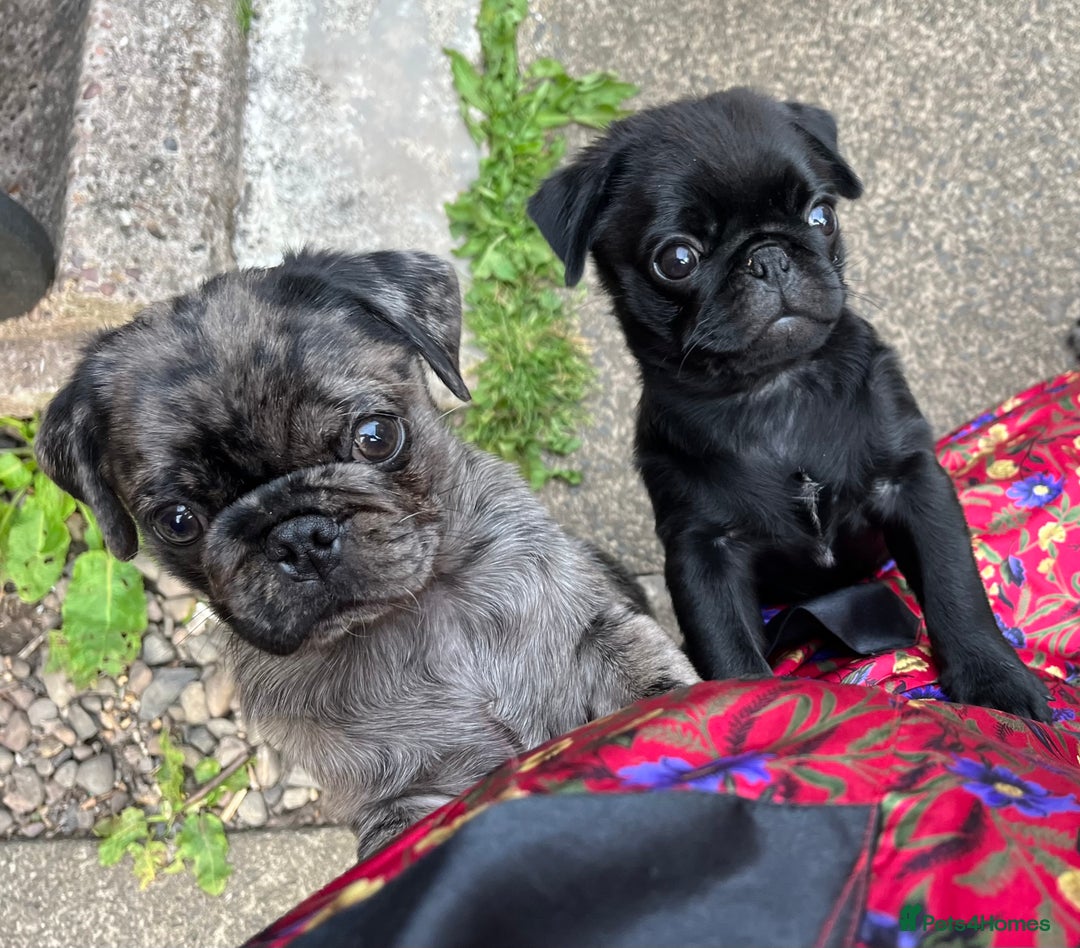 Pug dogs for sale: Last Merle boy, price reduced again! - Image 8
