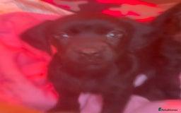 Cockerdor dogs for sale: 2 Beautiful black boy cockerdour puppies  - Image 2