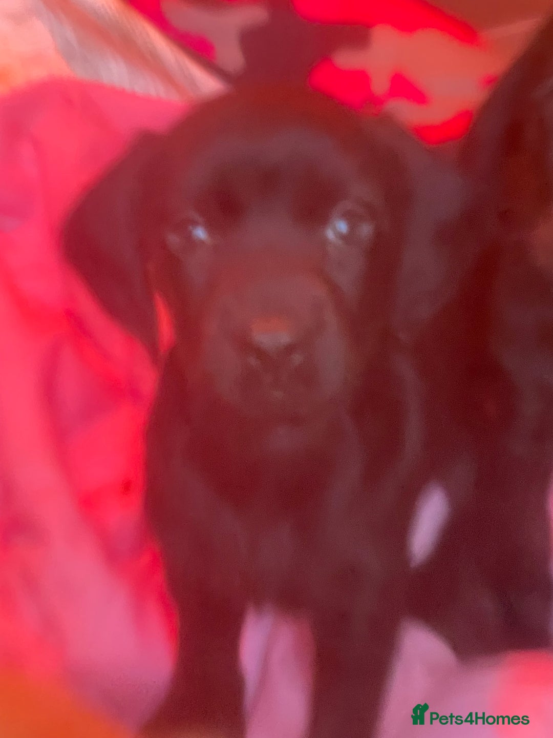 Cockerdor dogs for sale: 2 Beautiful black boy cockerdour puppies  - Image 2