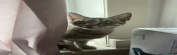 Australian Mist cats for sale: beautiful girl in Kirkcaldy - Advert 6