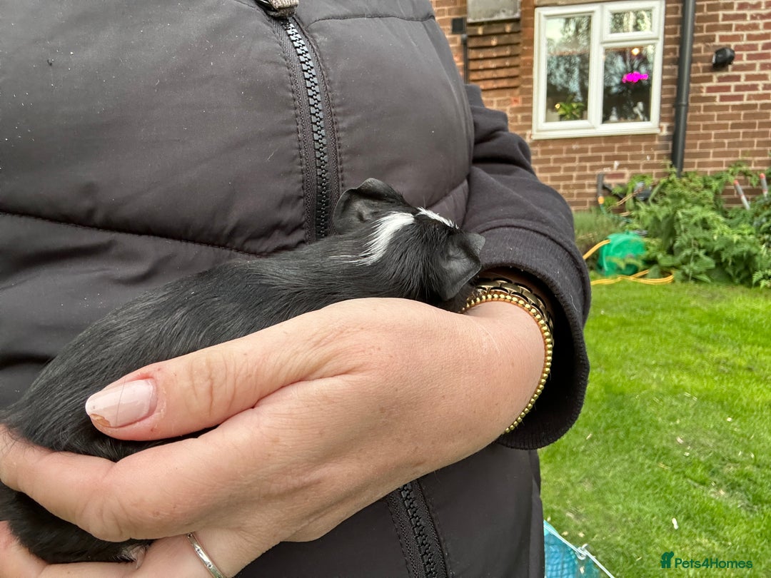Guinea Pig rodents for sale: Baby Guinea Pigs ready now - Image 11