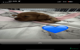 Cockapoo dogs for sale: 5 f1 cockerpoo puppies  - Image 11