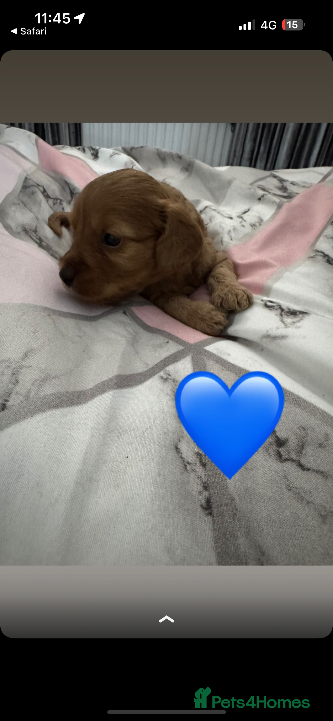 Cockapoo dogs for sale: 5 f1 cockerpoo puppies  - Image 11