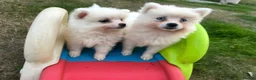 Pomsky dogs for sale: Pomsky Puppies (3) - Advert 5