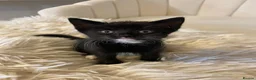 Mixed Breed cats for sale: 8 WEEK OLD - Male & Female - Advert 19