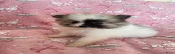 Pomeranian dogs for sale: KC reg Beautiful Teddy bear Pomeranian girls - Advert 6