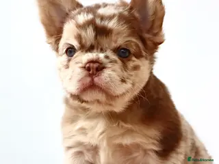 French Bulldog dogs Fluffy Frenchies - Advert 5