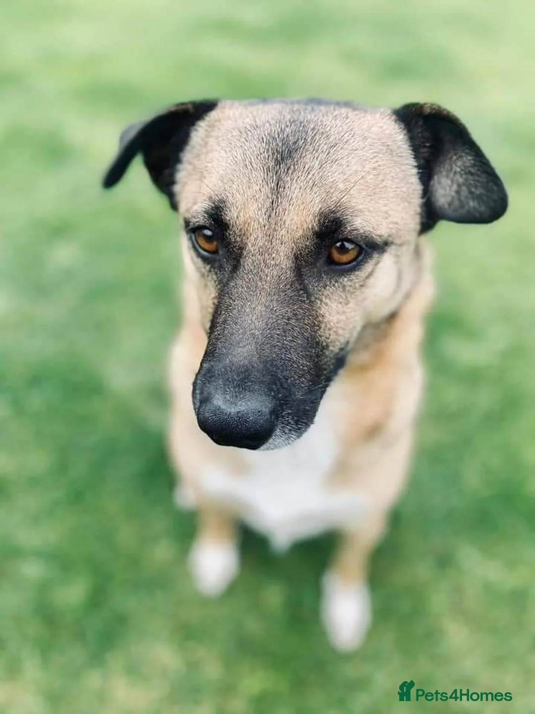 Mixed Breed dogs for adoption: Meet Jakob, currently residing in Cranage, Crew in Crewe - Advert 3