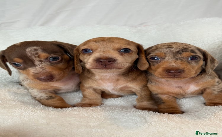 Miniature Dachshund dogs - Advert 15