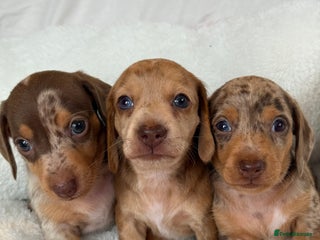 Miniature Dachshund dogs - Advert 25