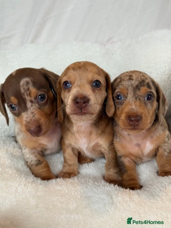 Miniature Dachshund dogs - Advert 15