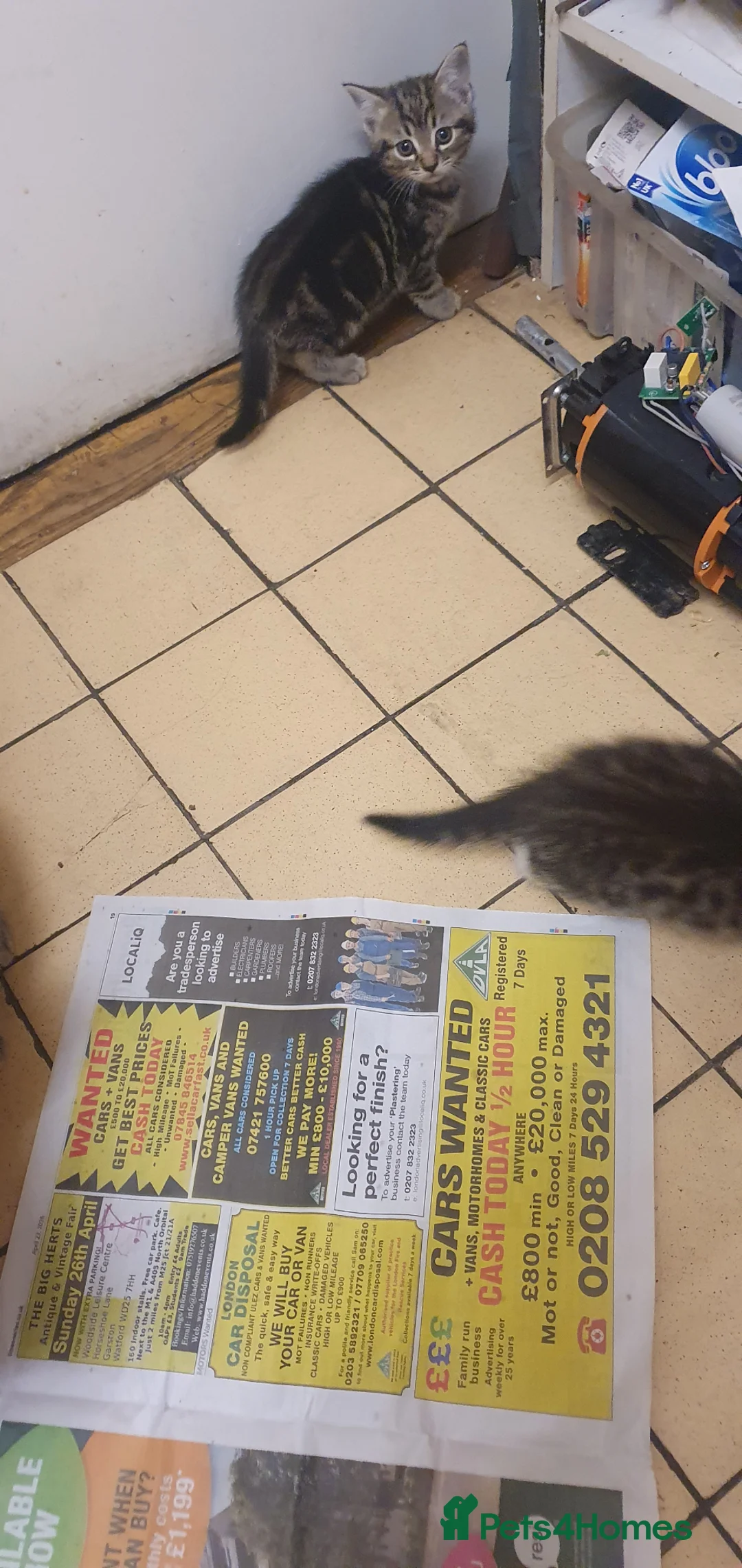 British Shorthair cats for sale: Tabby female kittens  - Advert 9