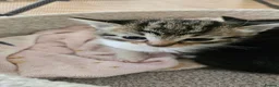 Norwegian Forest Cat cats for sale: 3 Norwegian cross kittens  - Advert 8