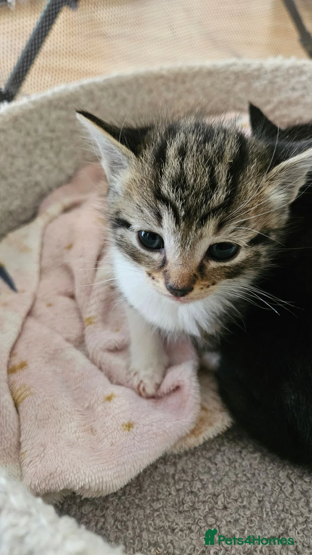 Norwegian Forest Cat cats for sale: 3 Norwegian cross kittens  - Advert 8