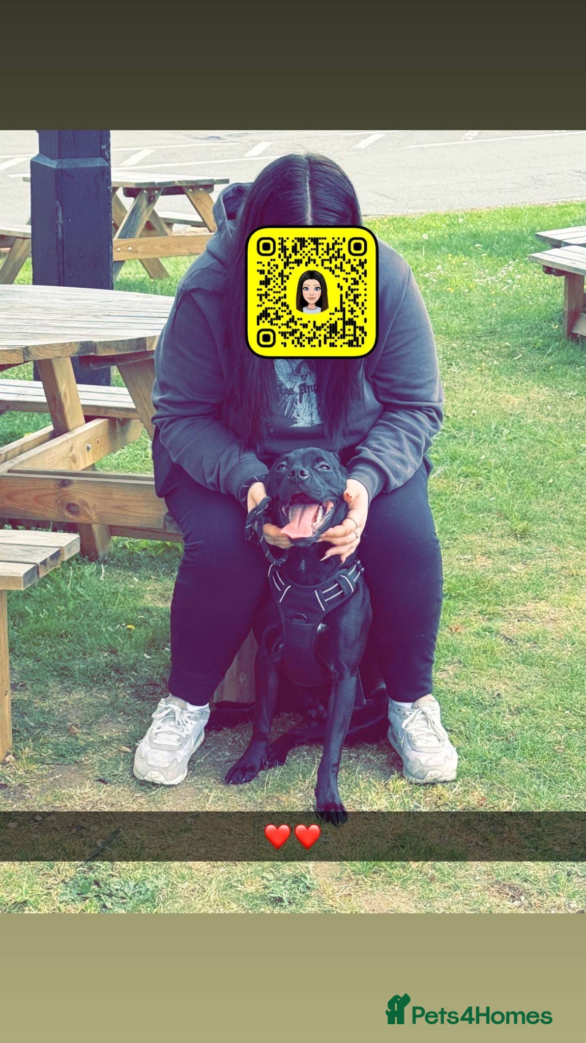 Mixed Breed dogs for sale: Rocky  in Mansfield - Advert 7