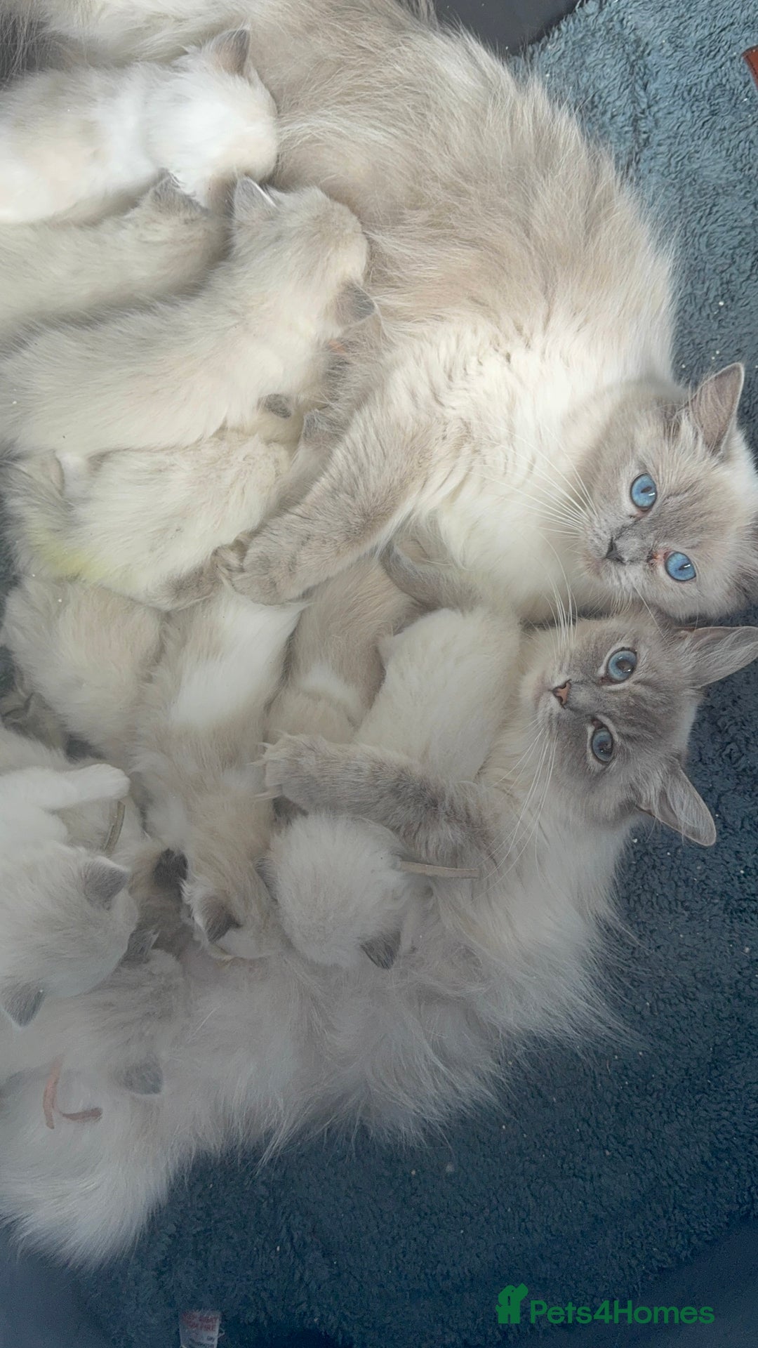 Ragdoll cats for sale: Full Pedigree beautiful Ragdoll kittens - Image 2
