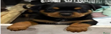 Rottweiler 2