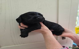 Cocker Spaniel dogs for sale: LAST BOY REMAINING REDUCED kc reg! Cocker spaniel - Image 6