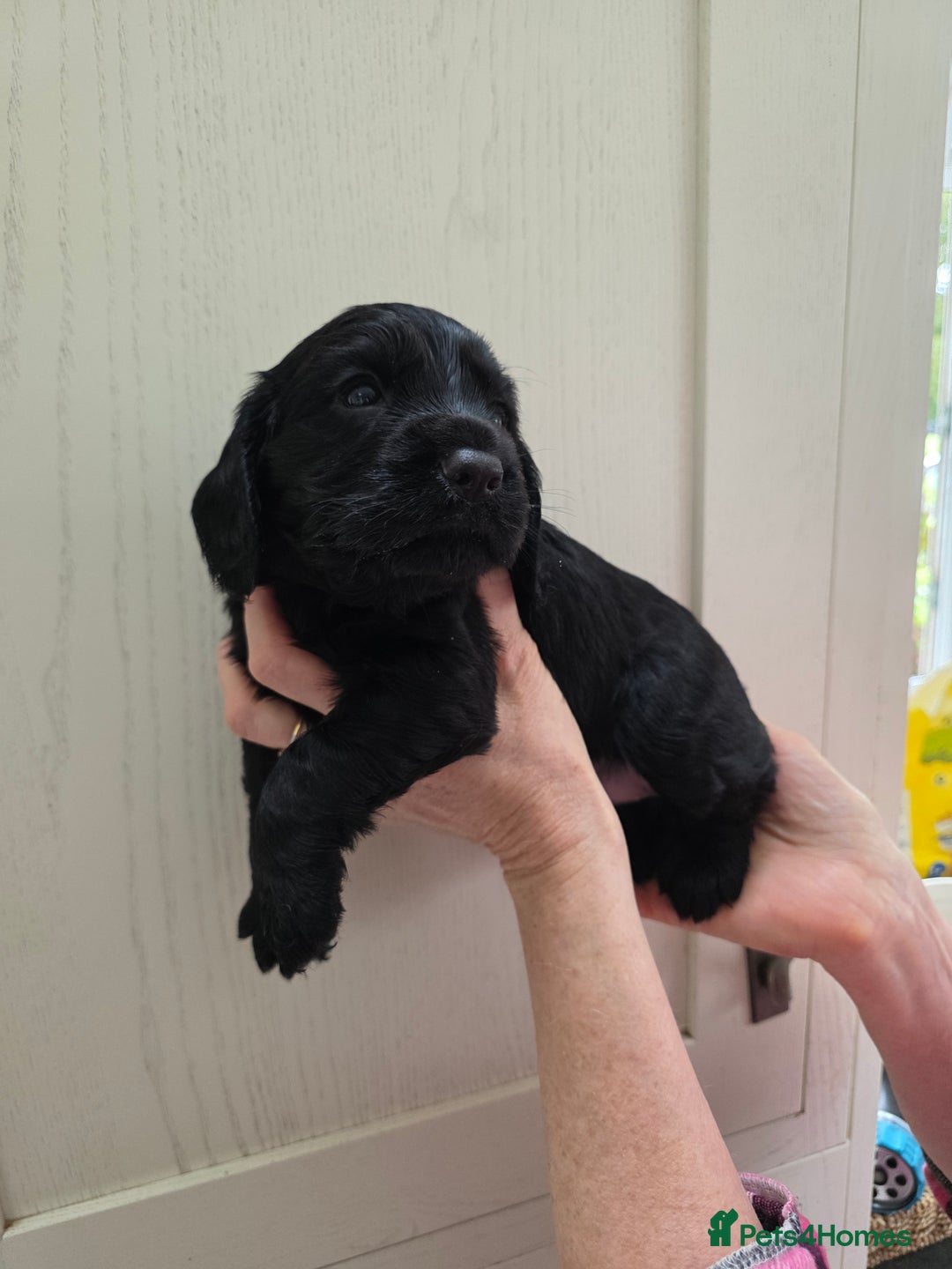Cocker Spaniel dogs for sale: LAST BOY REMAINING REDUCED kc reg! Cocker spaniel - Image 6