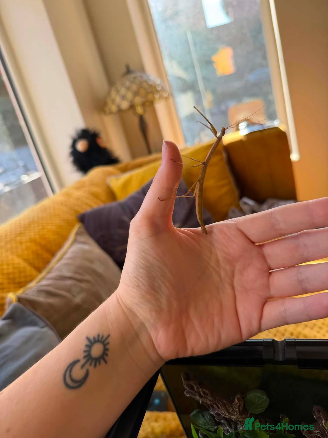Stick Insects invertebrates for sale: Indian Stick Insects with or without Enclosure  in Sunderland - Advert 2
