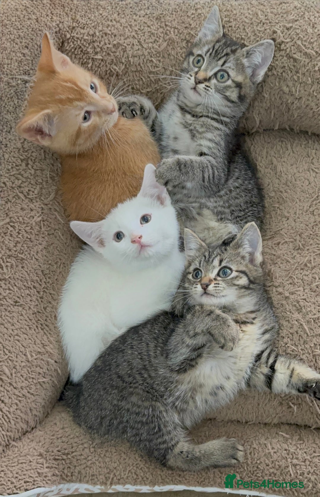 Mixed Breed cats for sale: Beautiful Kittens Ready for a Loving Home 🐾 - Advert 3