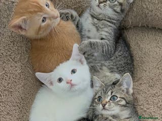 Mixed Breed cats Beautiful Kittens Ready for a Loving Home 🐾 - Advert 3