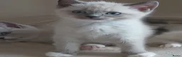 Ragdoll cats for sale: 3 beautiful blue mitted ragdoll BSH kittens  - Advert 8