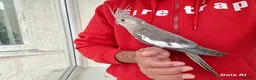 Cockatiels birds for sale: Super silly hand tamed baby cockatiel - Advert 10