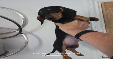 Miniature Dachshund dogs - Advert 3