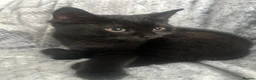 British Shorthair cats for sale: 🐾 Very cute British shorthair Black girl 🐾 - Advert 2