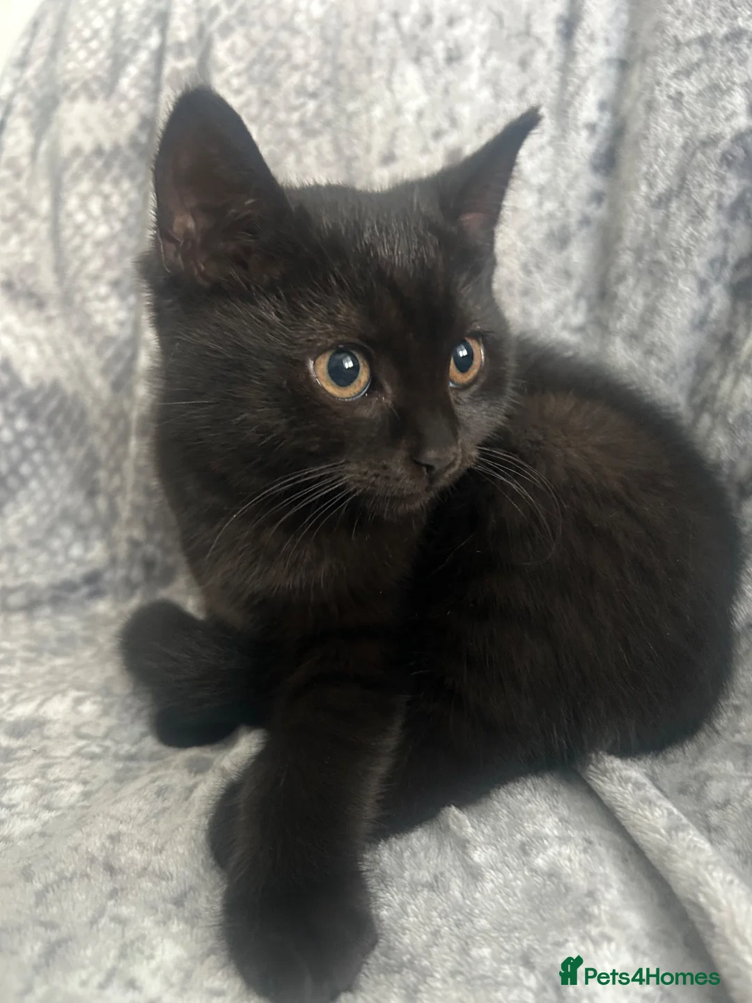 British Shorthair cats for sale: 🐾 Very cute British shorthair Black girl 🐾 - Advert 2