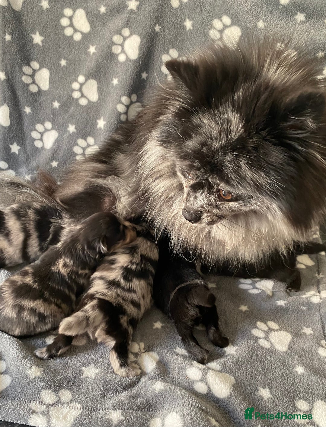 Pomeranian dogs for sale: Stunning litter merl Pomeranian - Image 16