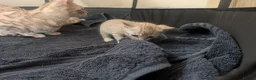 Bengal cats for sale: Stunning Snow Bengal kittens  - Advert 3