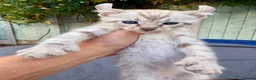Keetso cats for sale: Awesome litter of polydactyl snow leopard Keetsos  - Advert 17