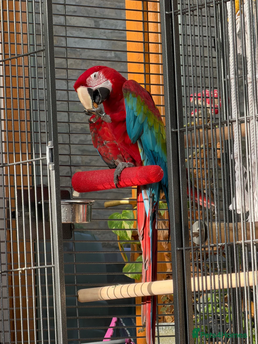 Macaws birds for sale: Greenwing Macaw - 3 years old in Scunthorpe - Advert 2