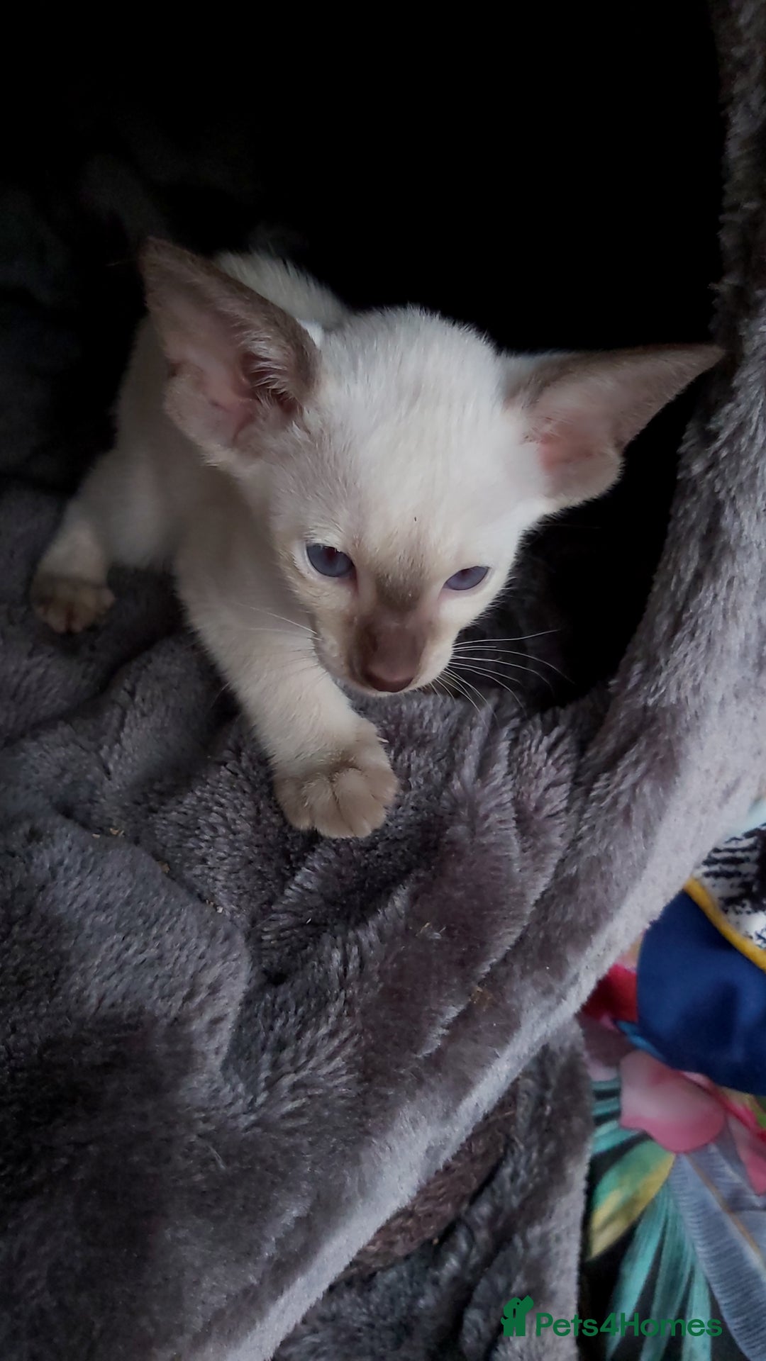 Oriental cats for sale: Full Pedigree Oriental 6 Kittens XL size ears GCCF - Image 6