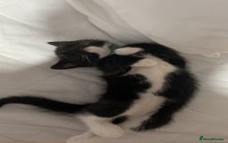 Mixed Breed cats for sale: 3 Male kittens  - Image 10