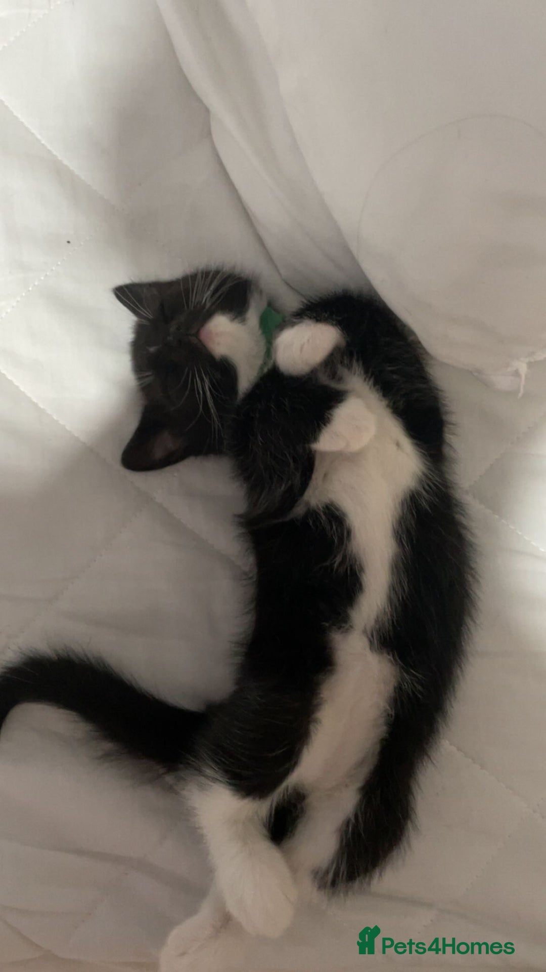 Mixed Breed cats for sale: 3 Male kittens  - Image 10