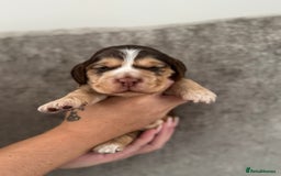 Cocker Spaniel dogs for sale: Show cocker spaniel puppies  - Image 5