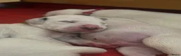 Dalmatian dogs for sale: Eagerly Awaited Litter Now Here 💫 - Advert 29
