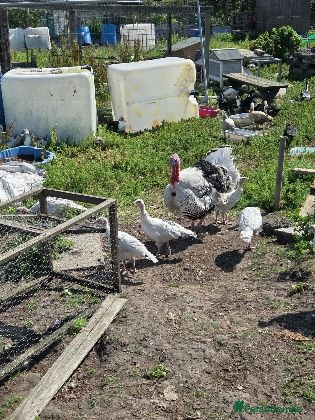 Turkeys poultry for sale: crollwitzer turkeys  in Stanley - Advert 5