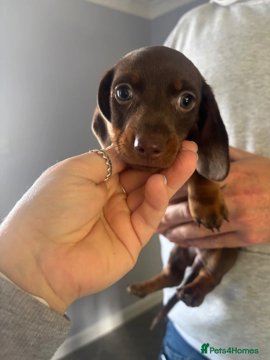 Miniature Dachshund dogs for sale: Available now. Mini KC registered dachshund - Advert 1