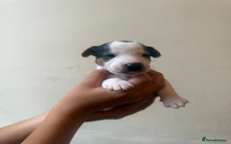 Jack Russell dogs for sale: Beautiful Jack Russell Litter - Image 19