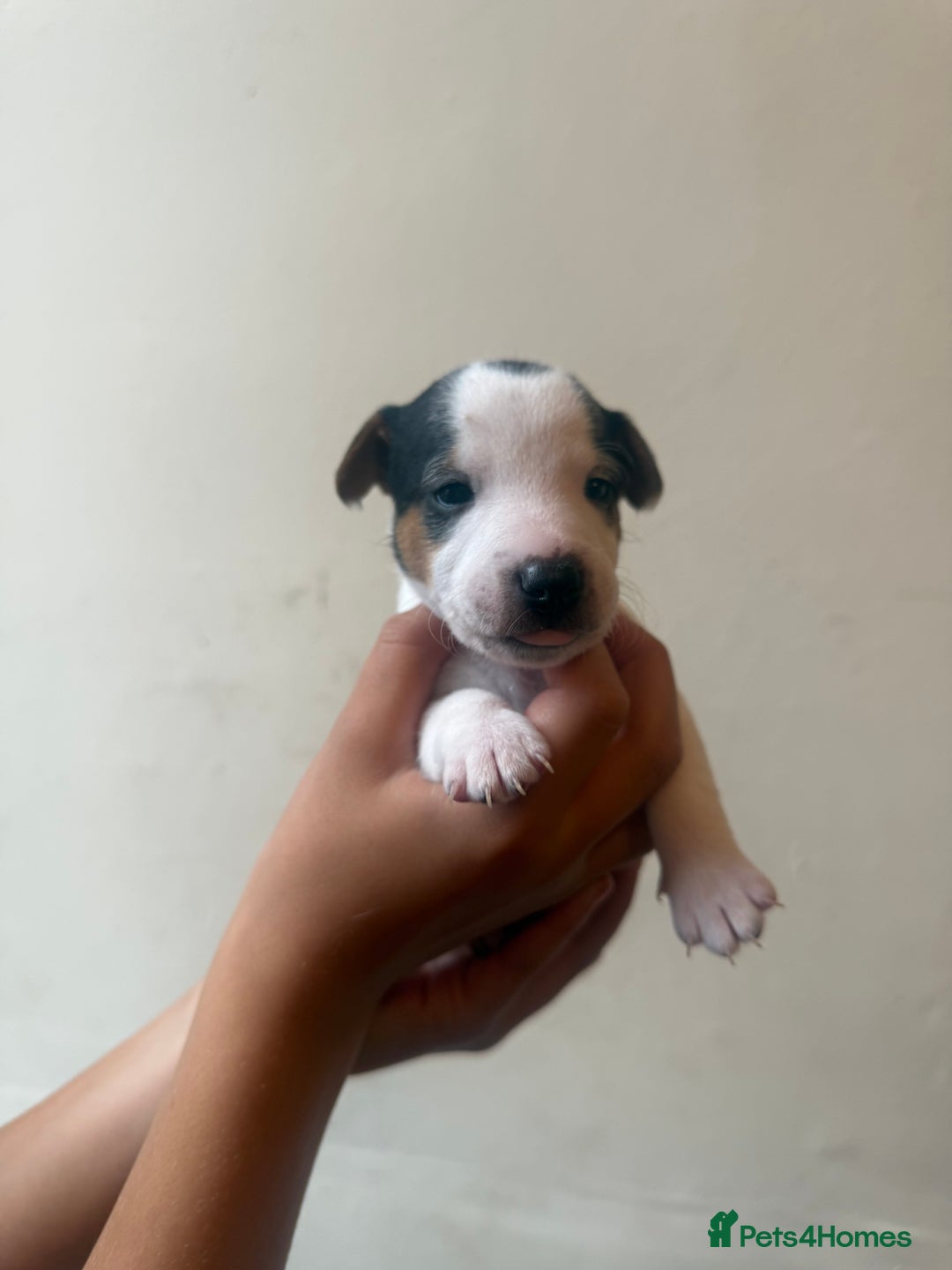 Jack Russell dogs for sale: Beautiful Jack Russell Litter - Image 19