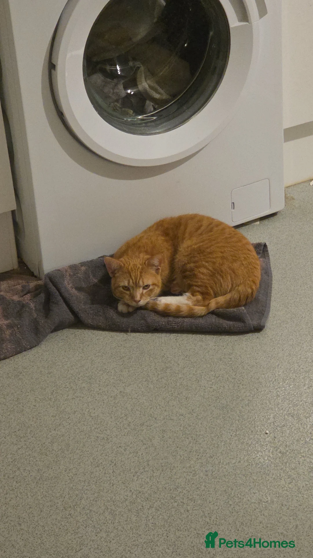 British Shorthair cats for sale: A adorable little orange baby named wotsit - Advert 1